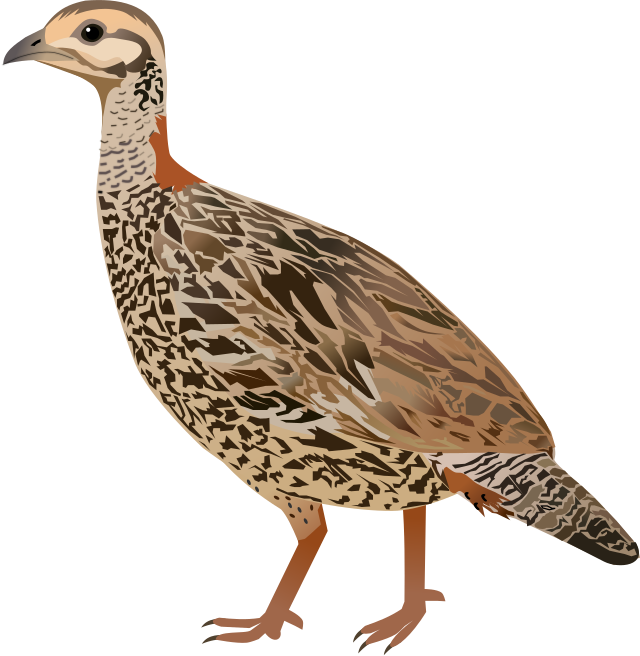 Куропатка без фона
