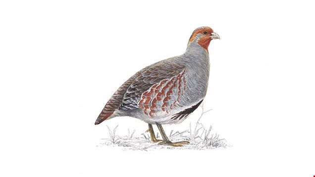 Серые куропатки