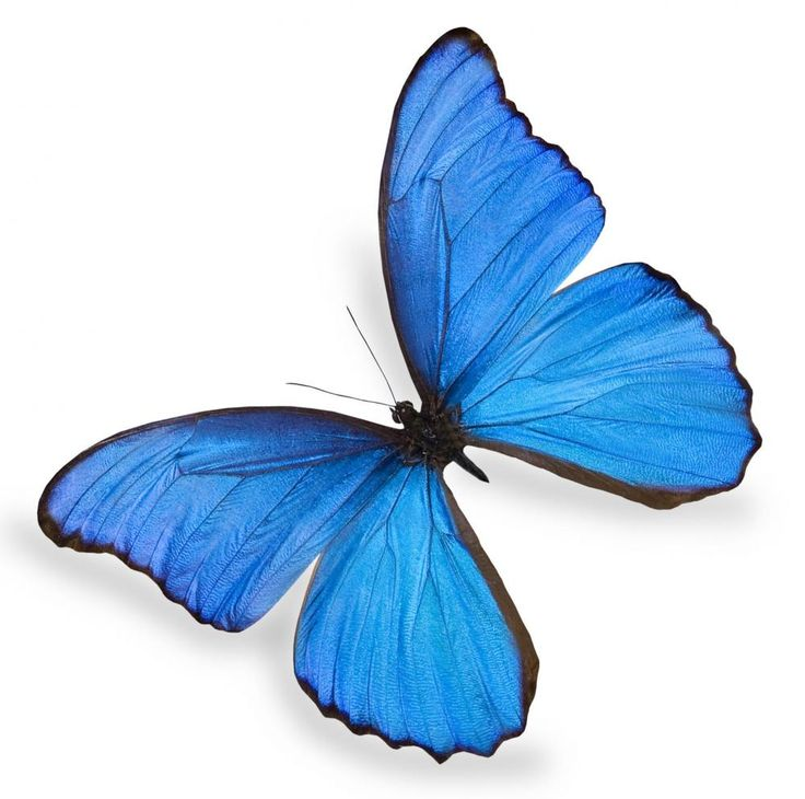 Бабочки на белом фоне