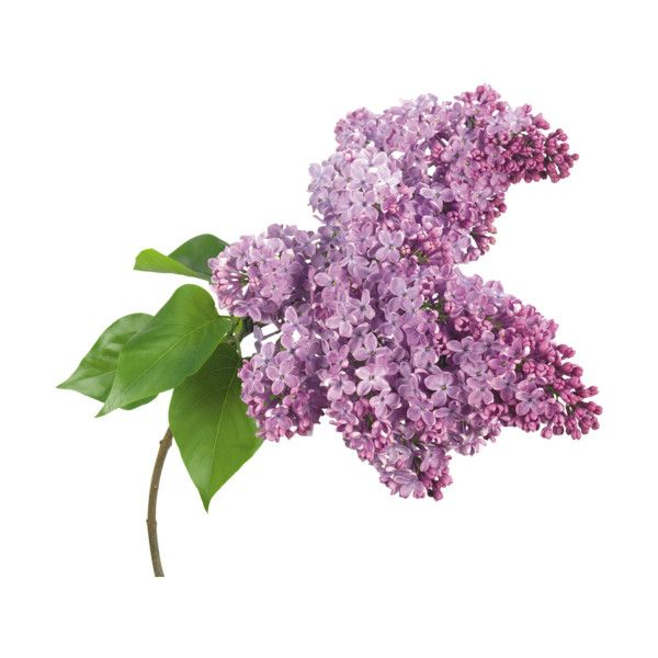 Сирень срезка