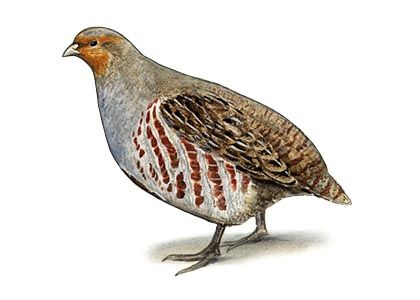 Куропатка на белом фоне