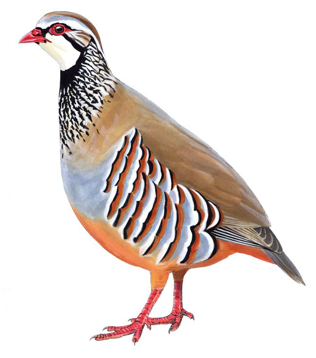 Кеклик вектор