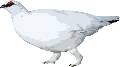 Белая куропатка