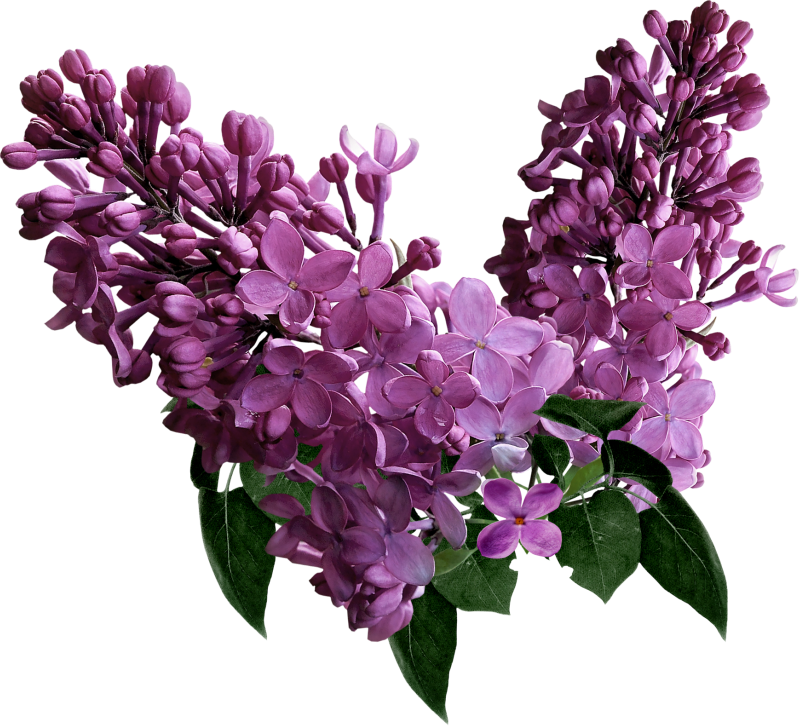 Сирень Персидская Альба