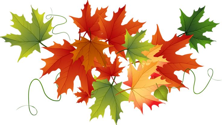 Осенние листья на прозрачном фоне