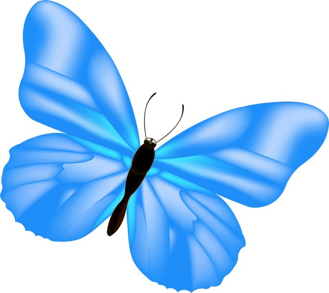 Роза и бабочка