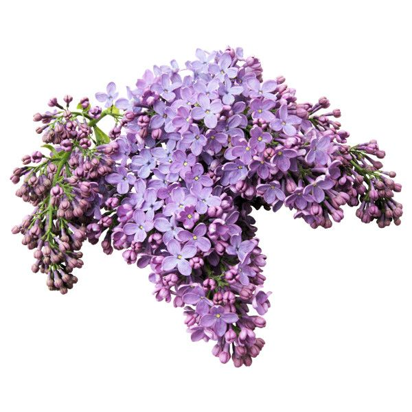 Веточка сирени