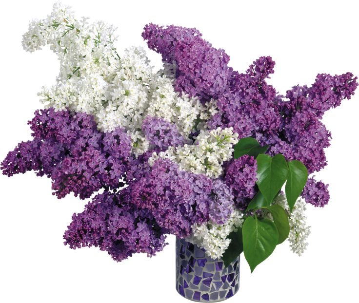 Сирень пятилистник