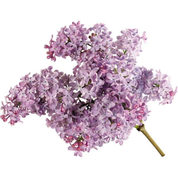 Сирень срезка