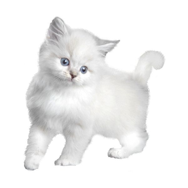 Котенок на белом фоне