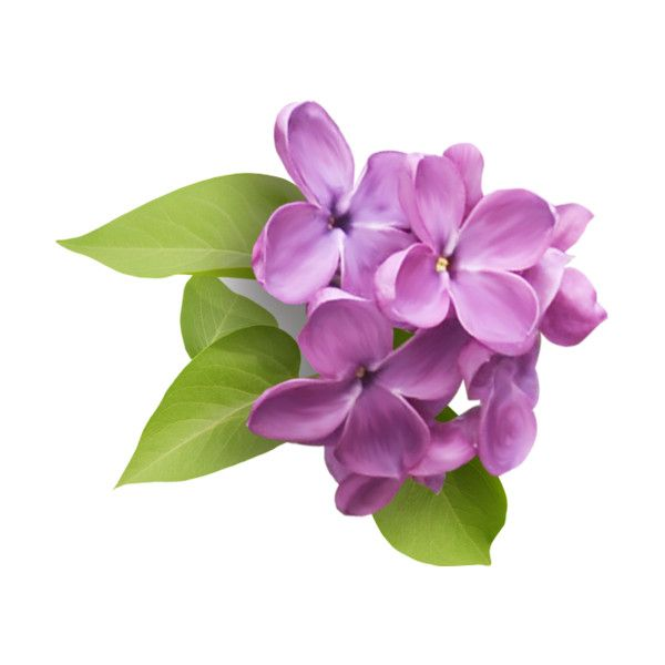 Сирень на прозрачном фоне