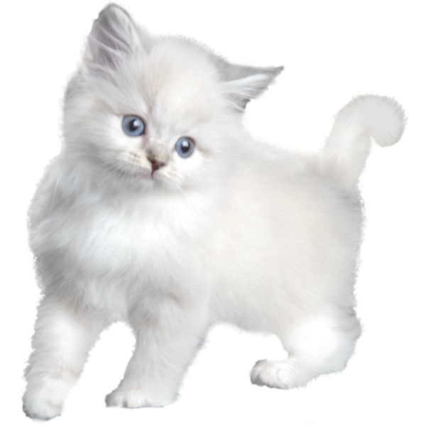 Белый котенок на белом фоне