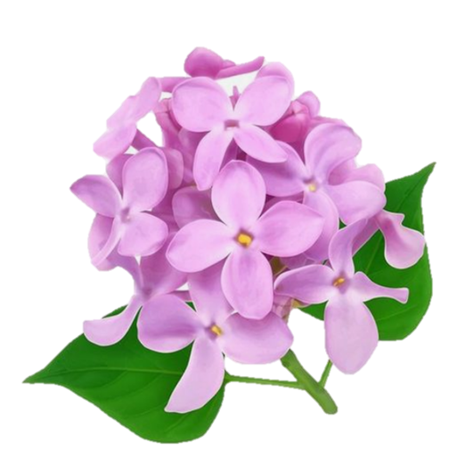 Цветочки на прозрачном фоне