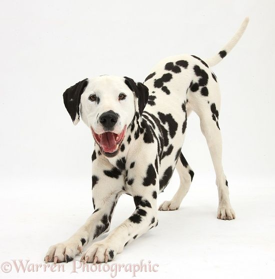 Собака далматинец