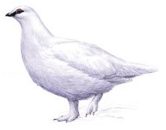 Полярная куропатка