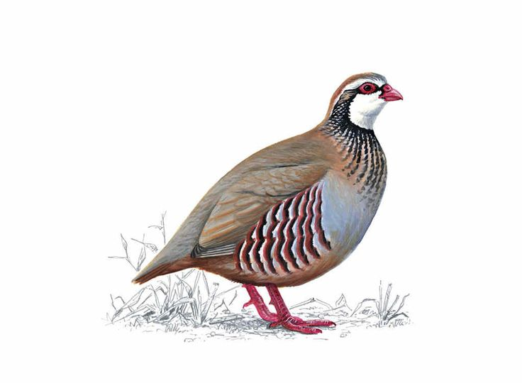 Куропатка на белом фоне
