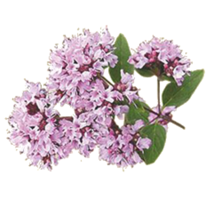 Душица вектор