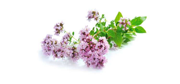 Душица без фона