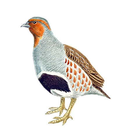 Куропатка для детей