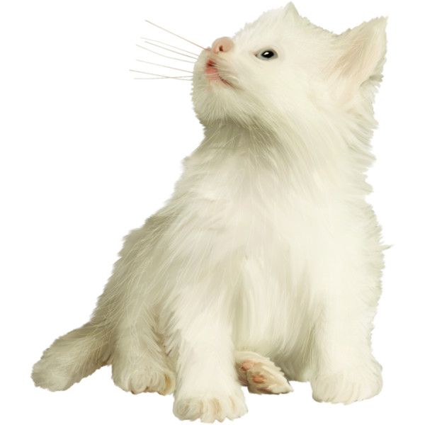 Кошечка на белом фоне