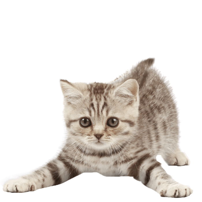 Игрушка для кошки