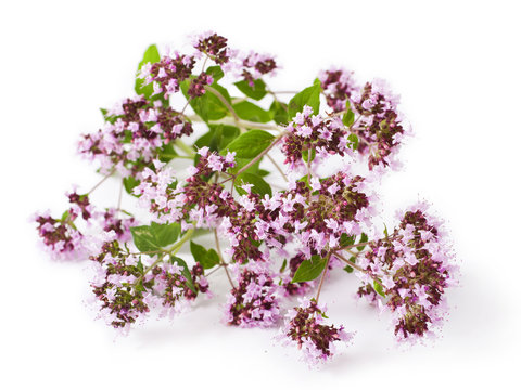 Душица обыкновенная на белом фоне