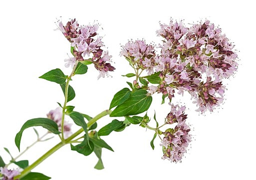 Душица обыкновенная черно белый