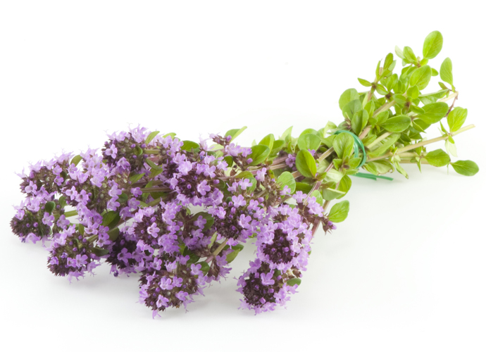 Тимьян (чабрец)