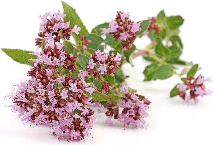 Душица Голд орегано