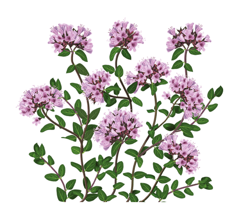 Душица обыкновенная