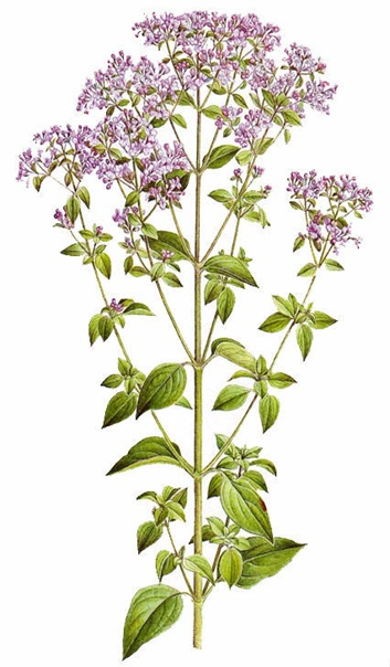 Душица обыкновенная на белом фоне