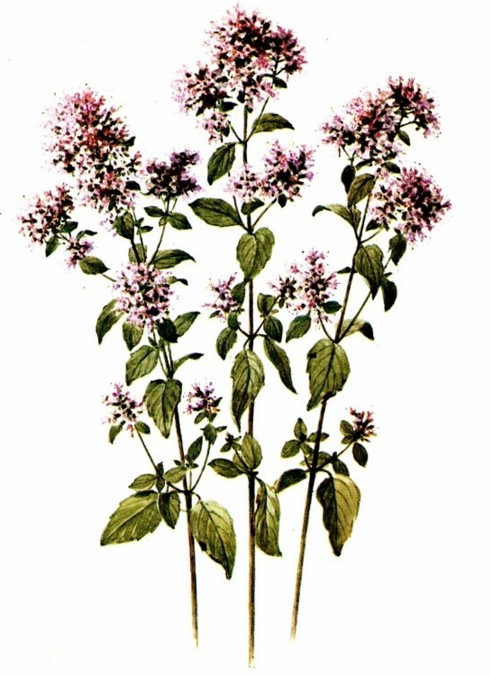 Душица обыкновенная на белом фоне