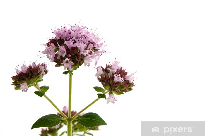 Душица обыкновенная куст