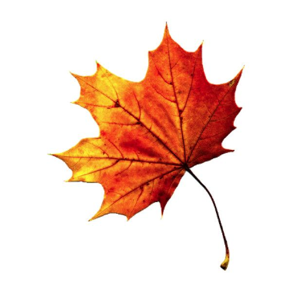 Осенние листочки