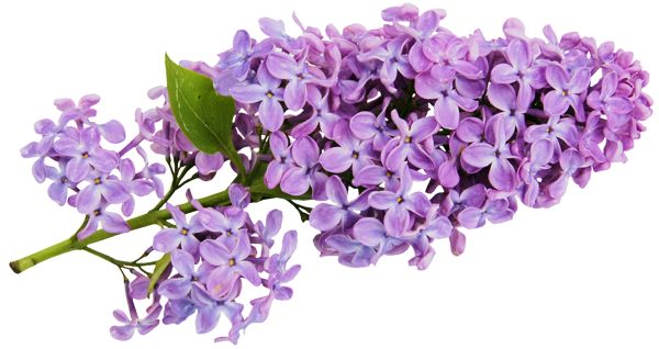 Варисова сирень