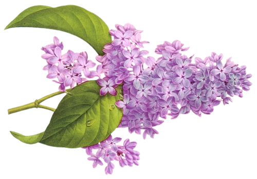 Сирень обыкновенная