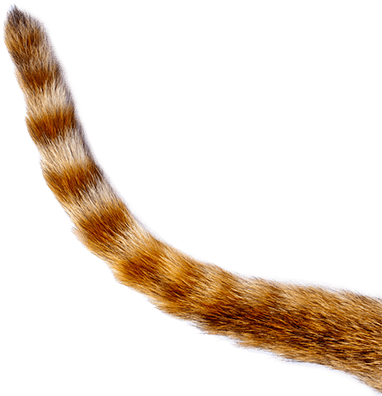 Кот с хвостом