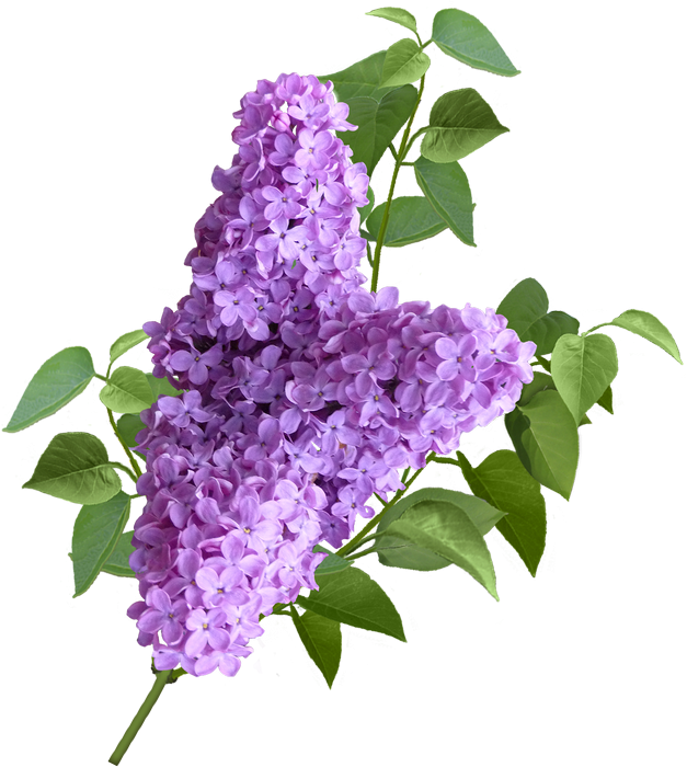 Веточка сирени