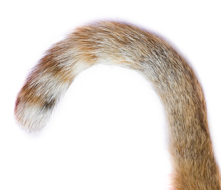 Кошачий хвост