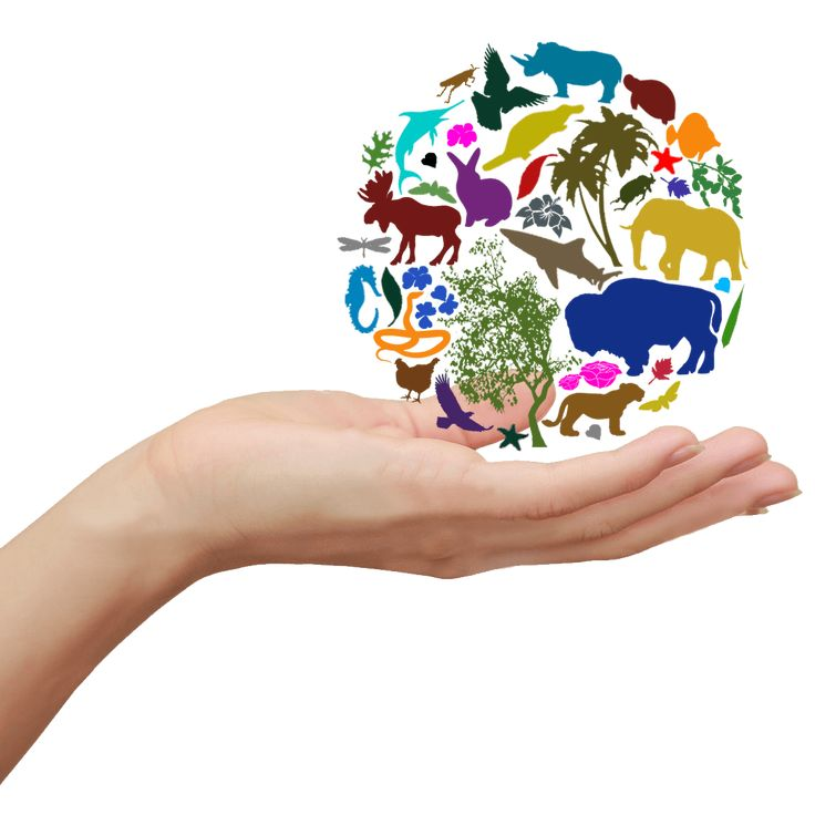 Сохранение биоразнообразия