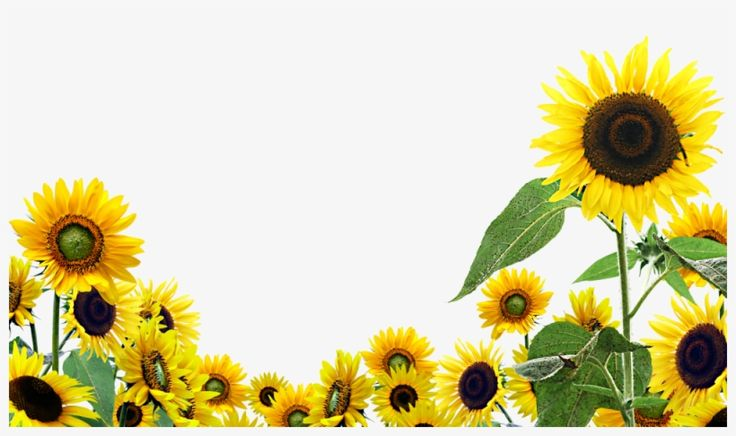 Подсолнух рисунок