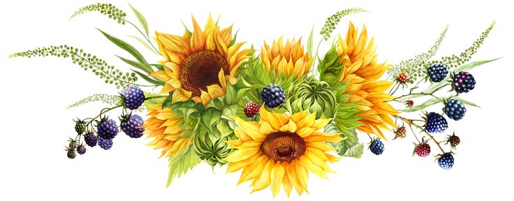 Осенние цветы на белом фоне