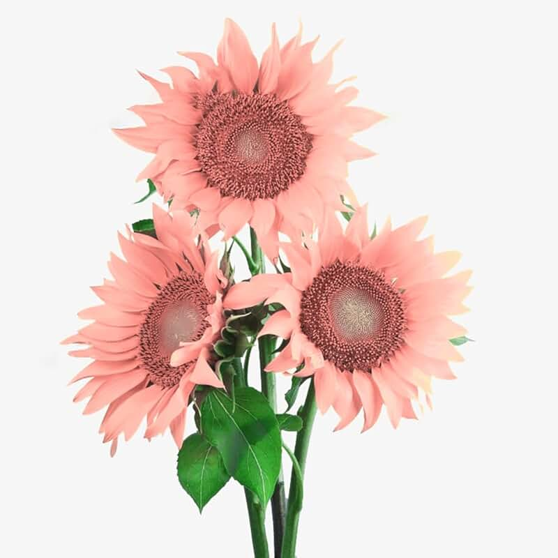 Санфлауэр подсолнечник