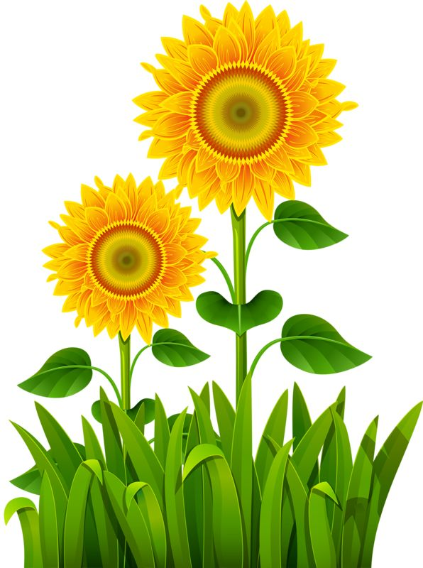 Подсолнух на прозрачном фоне