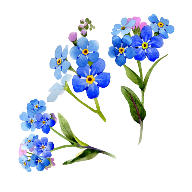 Незабудки акварель