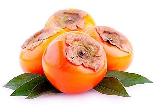 Хурма шишбурун