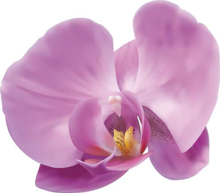 Орхидея фаленопсис Лилак
