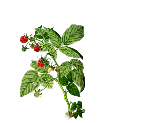 Rubus fruticosus Folia