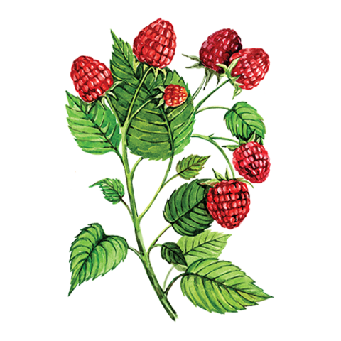 Куст малины для детей