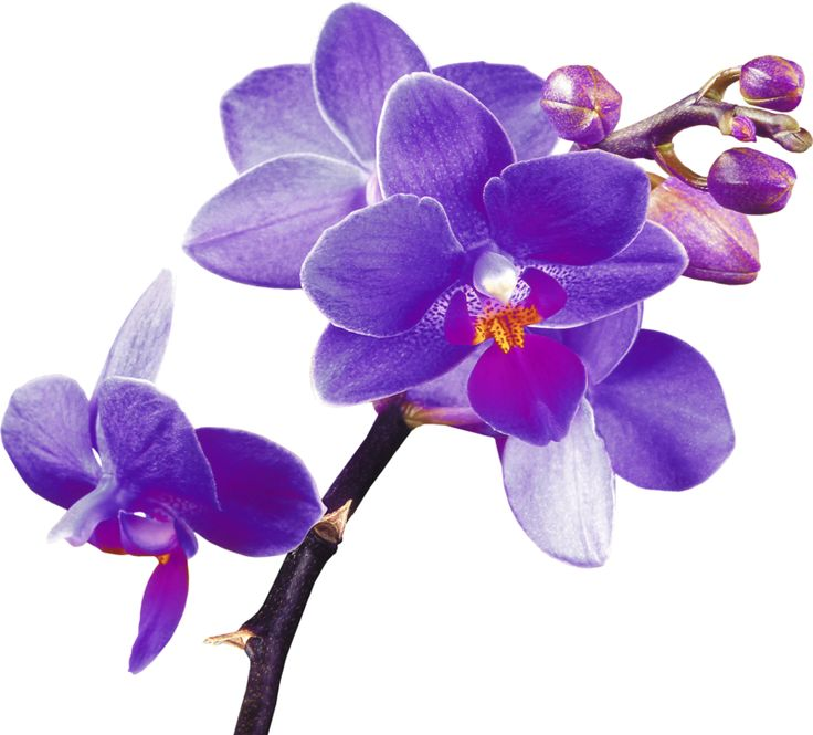 Фаленопсис Lotus Pink